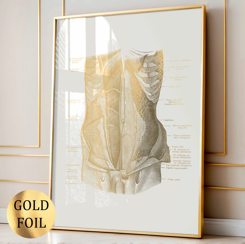 Set 8 Gold Muscular System Anatomy Art Medical Art Muscle Diagram ...
