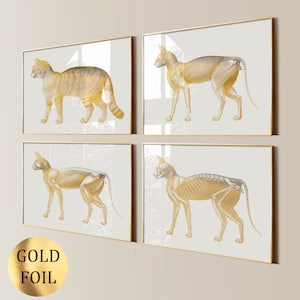 4 Gold Cat Anatomy Art, Feline Anatomy, Animal Anatomy, Pet Anatomy, Veterinarian Gift, Veterinary Art, Pet Health Art, Pet Doctor Gift