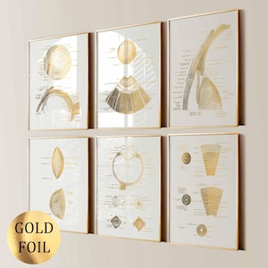 Puede incluir: Seis impresiones artísticas enmarcadas con diagramas anatómicos del ojo en papel de oro sobre un fondo blanco. Las impresiones están en marcos dorados. Una pegatina de papel de oro con el texto "GOLD FOIL" está en la esquina inferior izquierda.