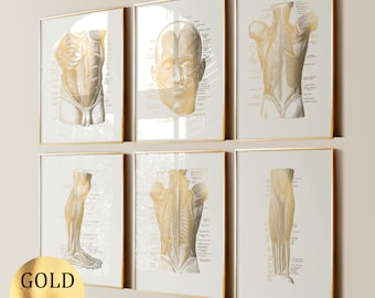Puede incluir: Conjunto de seis impresiones anatómicas en lámina dorada que presentan ilustraciones del cuerpo humano, incluyendo la cabeza, el torso, la espalda y las piernas. Las impresiones están enmarcadas en dorado y se muestran en una pared de color beige claro.
