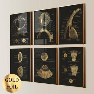 Peut inclure: Six tableaux encadrés d'art anatomique. Chaque tableau présente des illustrations en feuille d'or de l'anatomie humaine sur fond noir. Les tableaux sont présentés dans des cadres dorés. L'image comprend un autocollant en feuille d'or qui dit "GOLD FOIL".