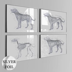 Set 4 Dog Anatomy Art Canine Anatomy Animal Anatomy Pet Anatomy Veterinarian Gift Vet Clinic Decor Pet Health Art Silver Foil Print