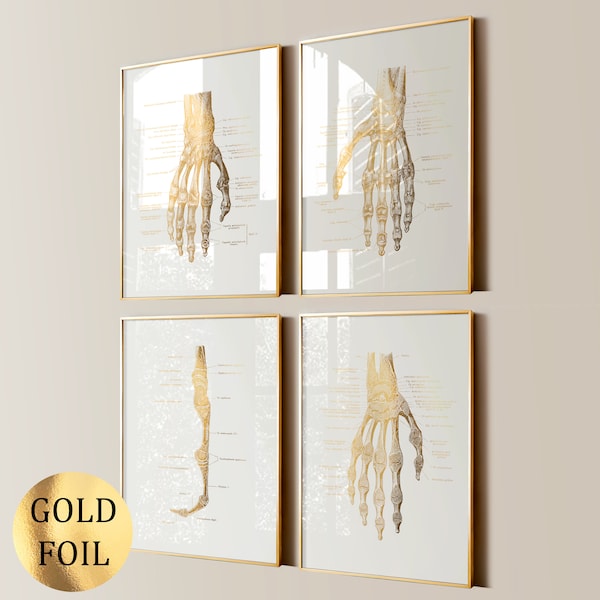 Set 4 Hand Anatomy Posters Palm Bones Diagram Wrist Anatomy Medical Art Gold Foil Print Skeletal System Limb Anatomy Orthopedic Surgeon Gift