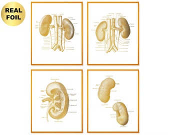 4 Gold Kidney Anatomy Art Nephrologist Gift Medical Art Surgeon Gift Anatomical Kidney Poster Gold Foil Print Clinic Wall Art Doctor Gift