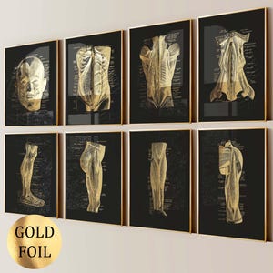 Set 8 Gold Foil Anatomy Art Posters Labeled Muscular System Diagram Medical Gift Massage Clinic Decor Surgeon Gift Fitness Medicine Art