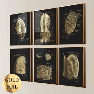 May include: Six framed gold foil anatomical art prints on a black background. The prints feature detailed illustrations of human anatomy. The frames have a gold border. The words "GOLD FOIL" are printed on a gold foil sticker.