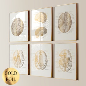 May include: Set of six gold foil framed anatomical illustrations of the human brain. Each frame features a different view of the brain, with labels for the various parts.