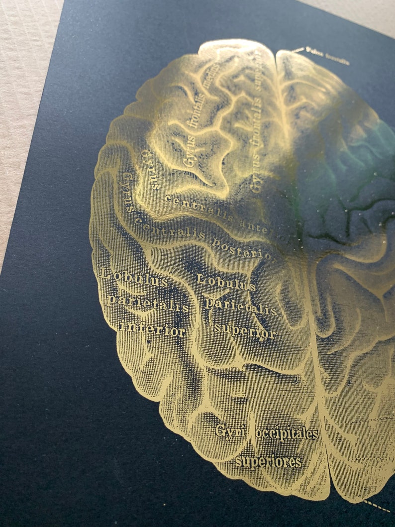 Set 6 Gold Brain Anatomy Art Neuroscience Art Neurology Art Medical Art ...