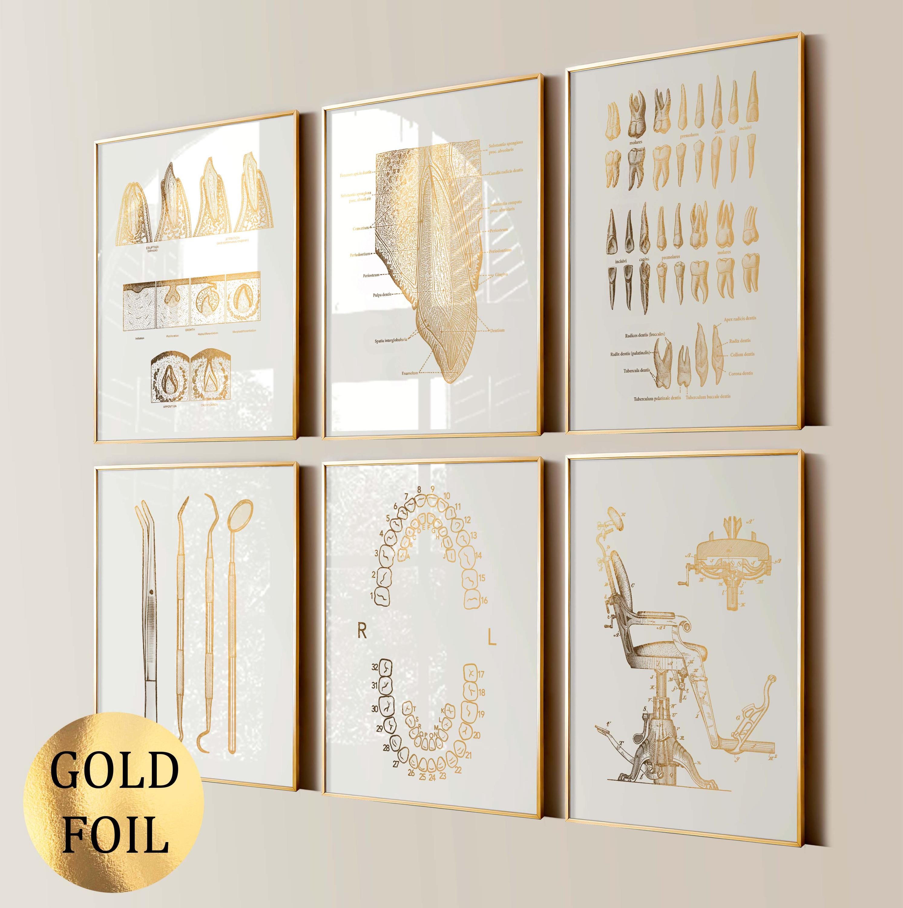 6枚の金歯解剖ポスター 歯科アートプリント 歯の番号図 歯の種類