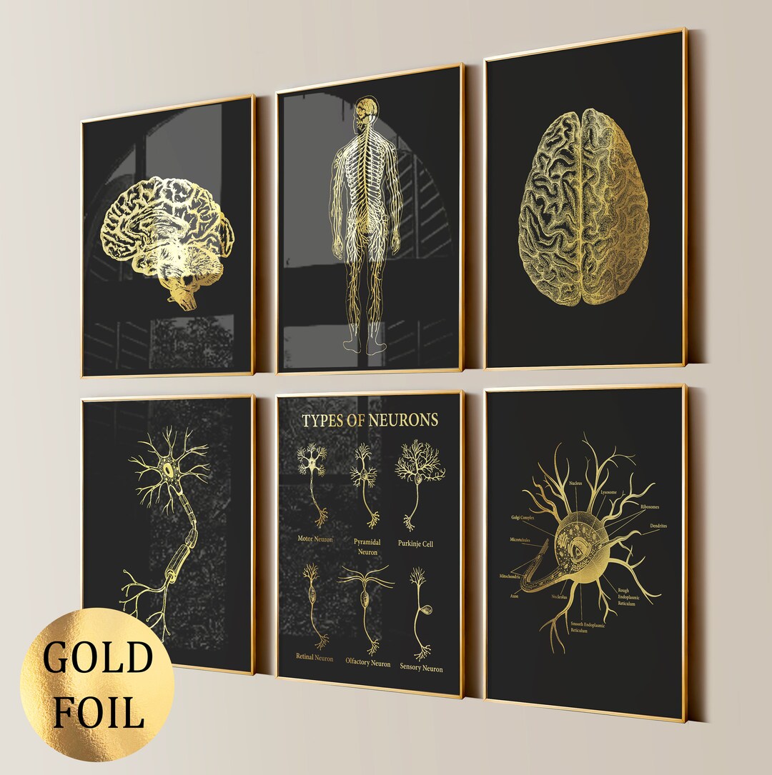 Set 6 Neurology Art Anatomy Art Medical Art Anatomical Brain Poster ...
