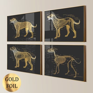 Set 4 Dog Anatomy Art Pet Anatomy Canine Anatomy Animal Anatomy Veterinarian Gift Pet Health Art Vet Clinic Wall Decor Gold Foil Print