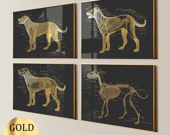 May include: A set of four rectangular wall art prints featuring gold foil anatomical dog illustrations on black backgrounds. Each print displays a different layer of canine anatomy, including muscular and skeletal structures with detailed labels.