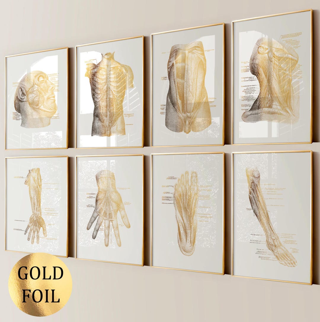 8 Gold Anatomy Art Muscles Diagram Muscular System Chart Surgical Art ...