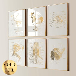 Op de afbeelding: Zes ingelijste kunstprints met goudfolie-illustraties van vogelanatomie. De prints tonen gedetailleerde diagrammen van skeletten, een haan, een schedel, spieren, een wervelkolom en een vleugel. Elke print zit in een gouden lijst met een witte achtergrond.