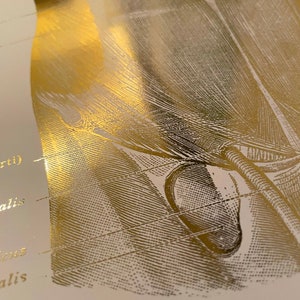 May include: A close-up of a gold foil print of a detailed anatomical illustration of a human leg. The image is printed on a white background. The text "arti", "lais", "cus", and "alis" is visible on the left side of the image.