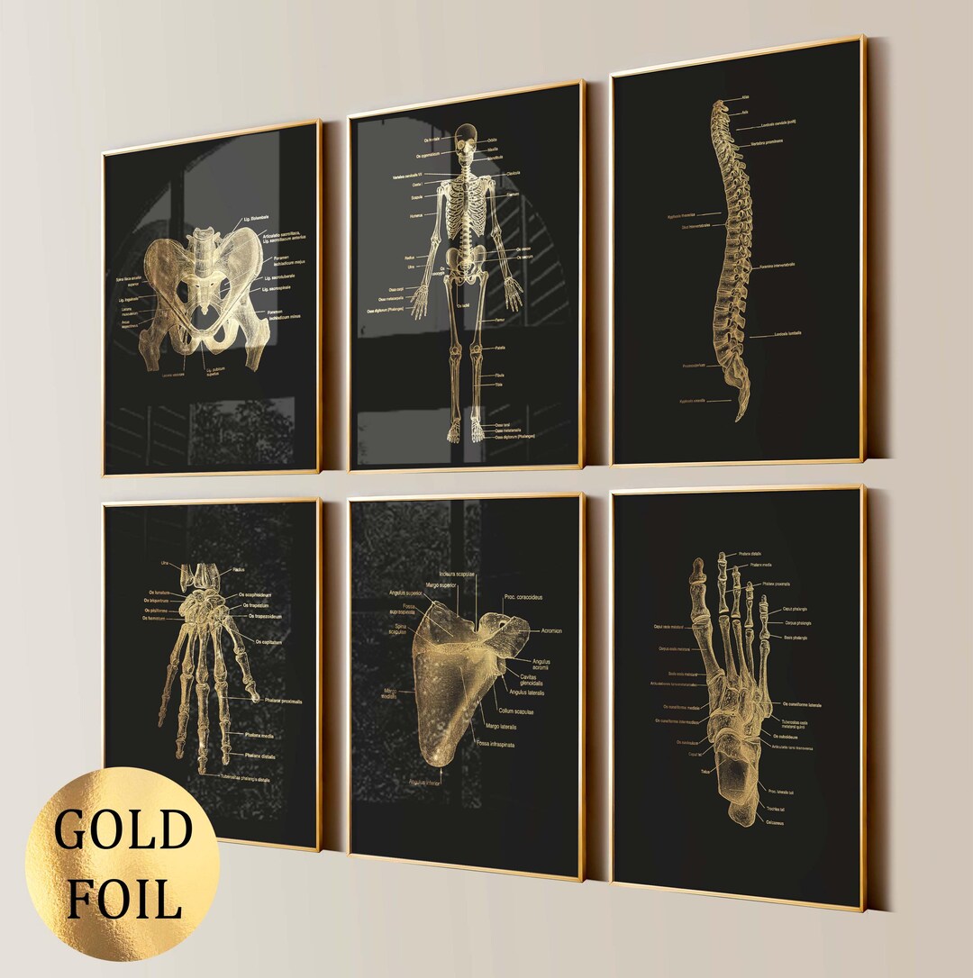 6 Human Skeleton Anatomy Art Prints Skeletal System Diagram Gold ...
