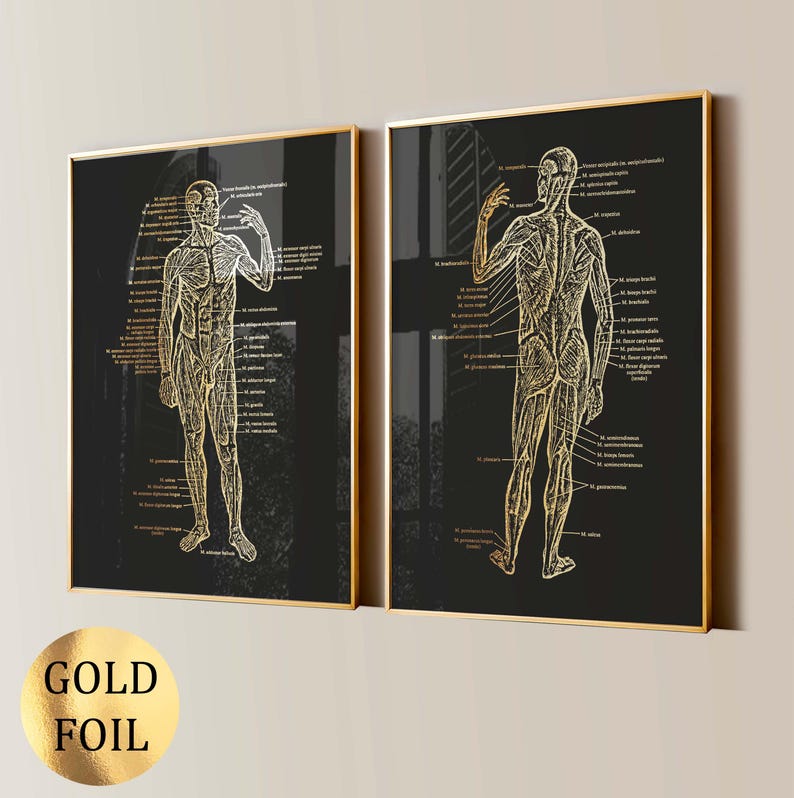 2 Gold Anatomy Art Muscular System Diagram Body Structure Chart Medical ...