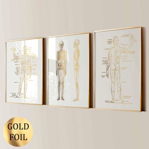 3 topografiska anatomiposters människokroppens diagram skelettdiagram ytanatomi medicinsk konst klinikdekor läkare gåva guldfolietryck