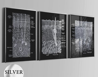 3 Menschliche Haut Anatomie Poster Dermatologie Kunst Medizinische Kunst Hautpflege Druck Wissenschaft Kunst Arzt Büro Dekor Klinik Wandkunst Silberfolie Druck