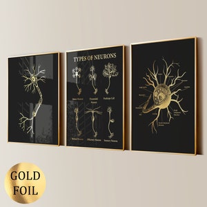 Op de afbeelding: Een set van drie ingelijste wandposters met goudfolie illustraties van neuronen op een zwarte achtergrond. De prints tonen gedetailleerde anatomische diagrammen, inclusief verschillende typen neuronen en cellulaire structuren met labels.