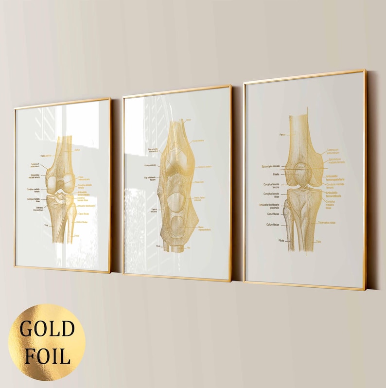 3 Knee Anatomy Posters, Orthopedic Poster, Osteopath Art, Skeletal ...