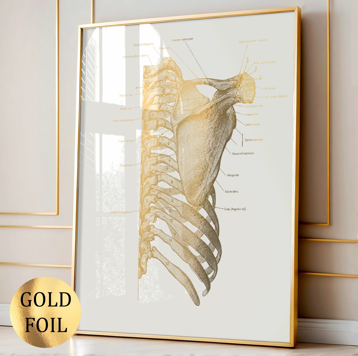 2 Gold Anatomy Art Labeled Skeletal System Poster Rib Cage Diagram ...