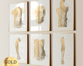 Puede incluir: Conjunto de seis ilustraciones anatómicas en pan de oro en marcos. Las ilustraciones representan los músculos y huesos del cuerpo humano, incluyendo la cabeza, el torso, los brazos y las piernas.