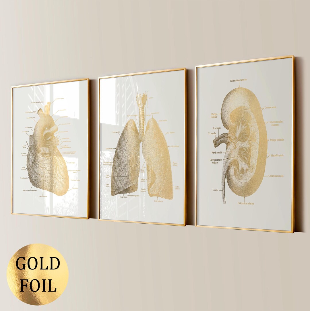 3 Gold Anatomy Art Medical Art Anatomical Heart Lungs Kidney Print ...