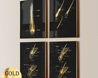4 Human Hair Structure Posters Hail Follicle Diagram Hair Removal Treatment Aesthetic Art Cosmetology Art Dermatologist Gift Gold Foil Print