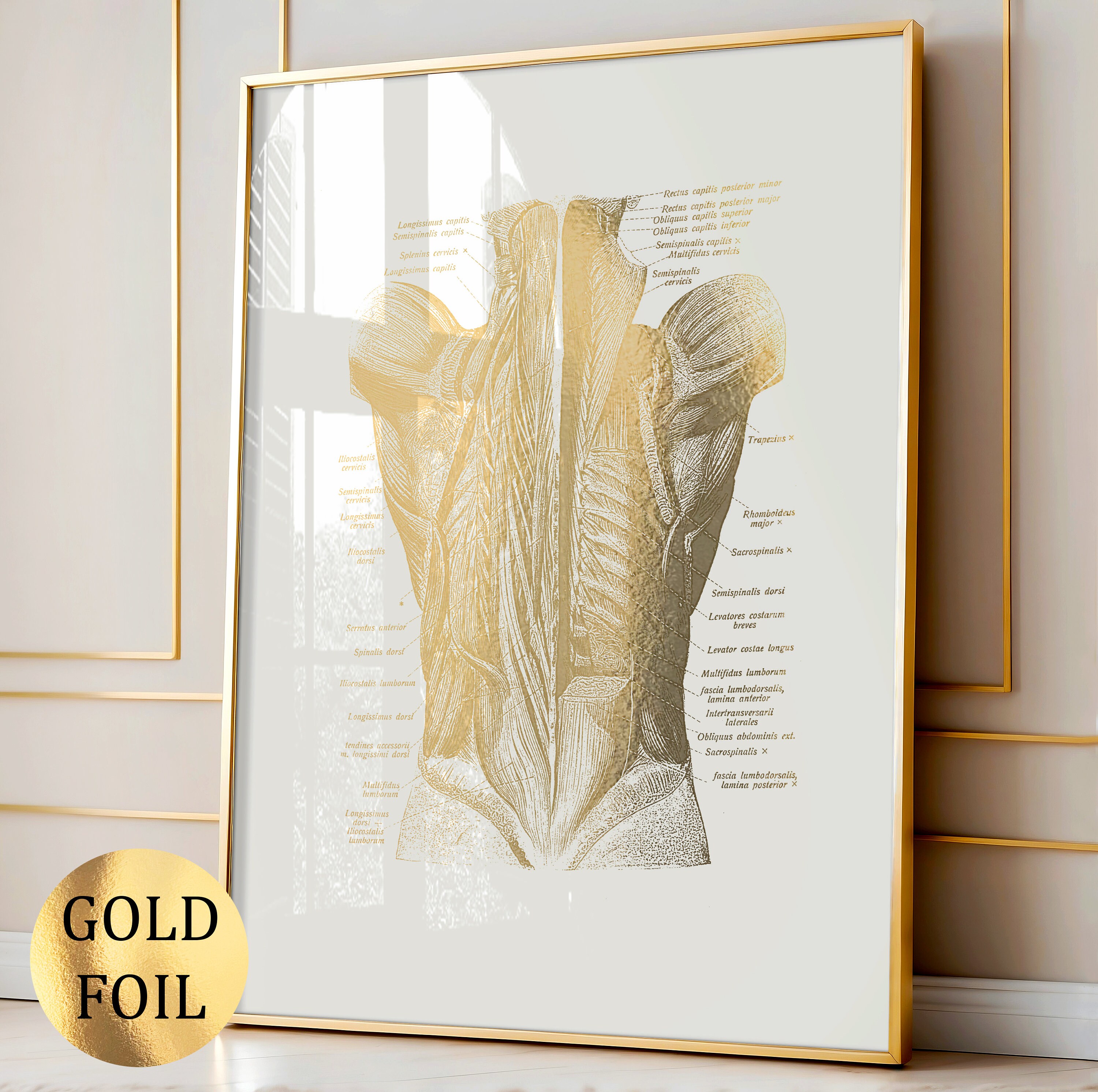 Set 12 Gold Anatomy Art Muscular System Diagram Medical Art Massage ...
