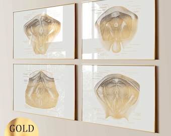 4 Perineum Anatomy Art Perineum Muscles Posters Female Perineal Area Diagram Male Perineal Zone Chart Medical Art Gold Foil Print