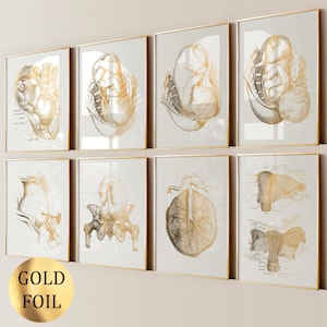 Set 8 Schwangerschaft Poster Weibliche Anatomie Kunst Hebamme Geschenk Fötus Entwicklung Kunst Baby im Mutterleib Obgyn Kunst Gynäkologie Kunst Geburtshilfe Kunst Goldfolie