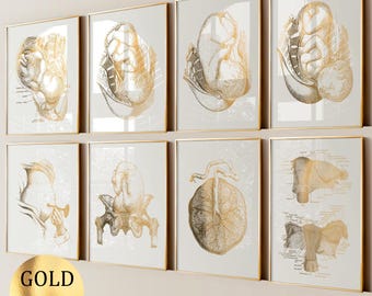 Set 8 Pregnancy Posters Female Anatomy Art Midwife Gift Fetus Development Art Baby in Womb Obgyn Art Gynecology Art Obstetrics Art Gold Foil