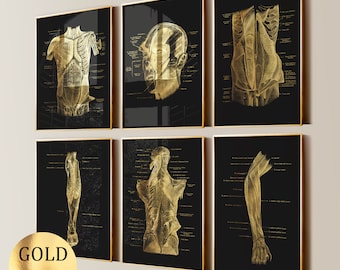 6 Art de l&#39;anatomie doré, affiche de l&#39;appareil locomoteur, art médical, diagramme musculaire, clinique de massage, art mural, art de la physiothérapie, impression de feuille d&#39;or
