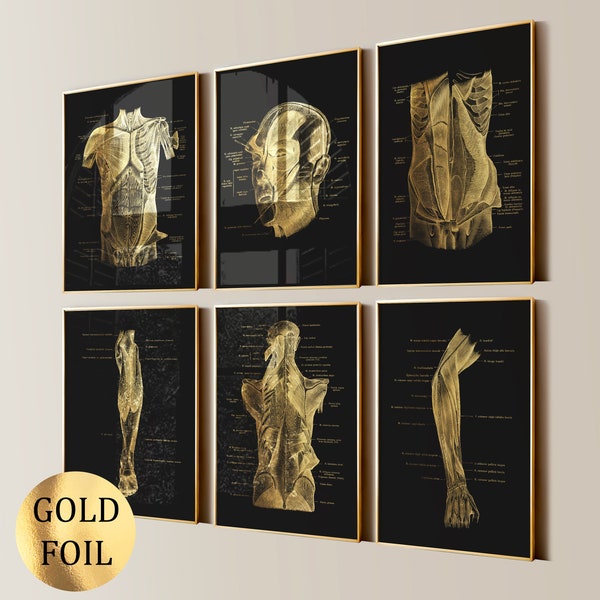6 Gold Anatomie Art Musculoskeletal System Poster Medizinische Kunst Muskel Diagramm Massage Klinik Wandkunst Physiotherapie Kunst Goldfolie Druck