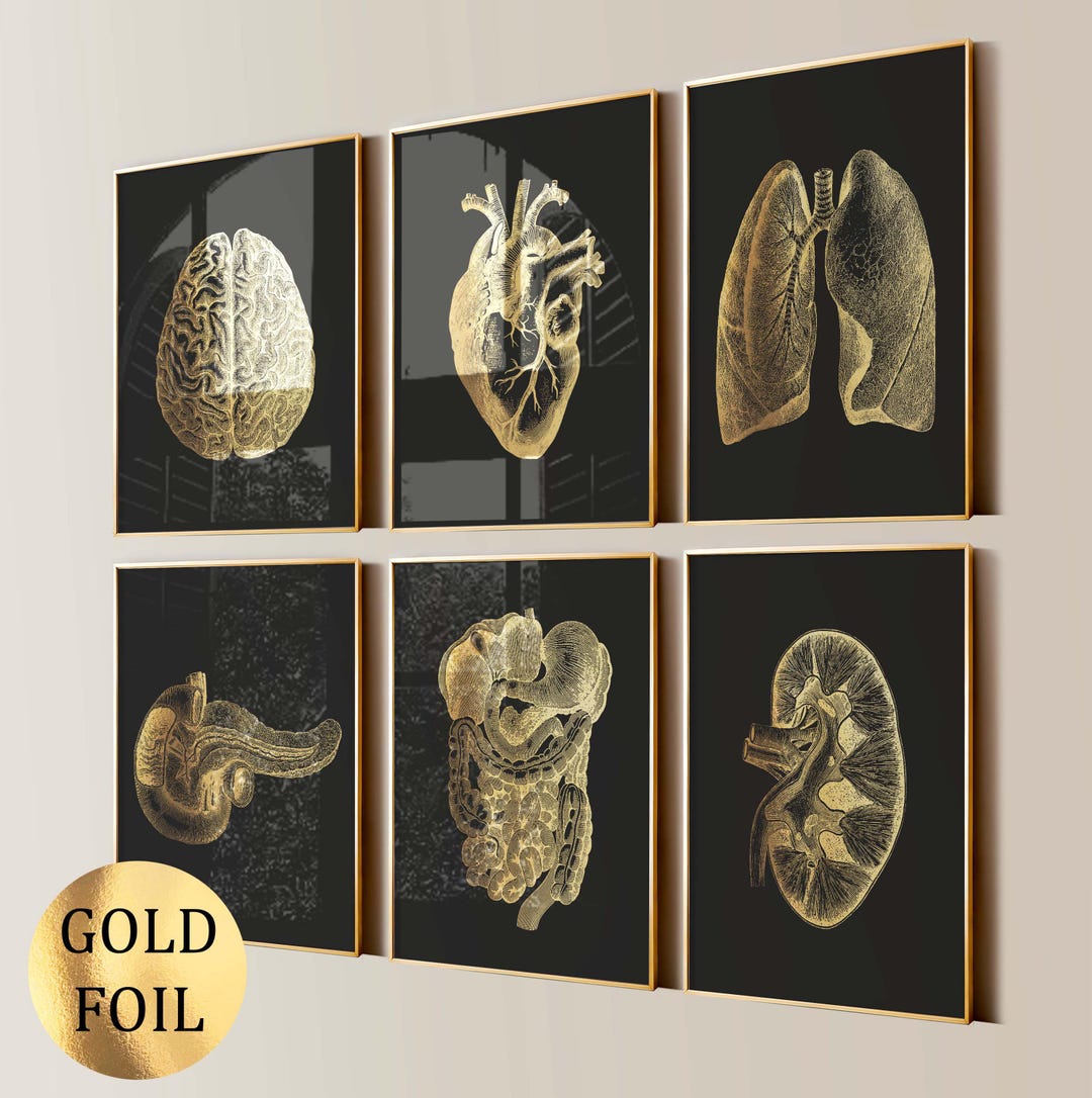 Set 6 Human Anatomy Art Prints Internal Organ Poster Anatomical Brain ...