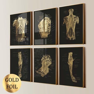 Op de afbeelding: Zes ingelijste anatomische kunstprints. Elke print toont een goudkleurige illustratie van de menselijke anatomie op een zwarte achtergrond. De frames zijn goudkleurig. De prints zijn gerangschikt in twee rijen van drie.