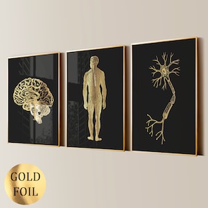 Puede incluir: Conjunto de tres láminas enmarcadas con ilustraciones en pan de oro del cerebro humano, el sistema nervioso y una neurona sobre fondo negro. Los marcos tienen un borde dorado. Una pegatina de pan de oro está en la esquina inferior izquierda.