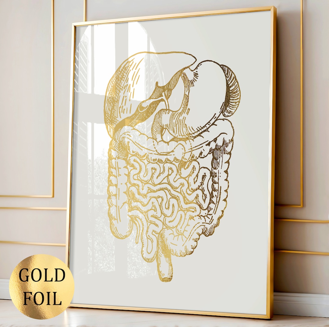 Digestive System Art, Gold Anatomy Art, Medical Art, Gastroenterologist  Gift, Gastrointestinal Tract, Nutritionist Gift, Diet Specialist Art - Etsy  Finland