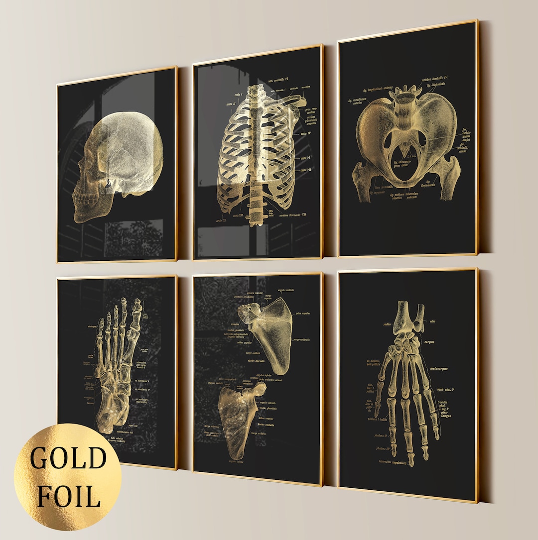 6 Gold Anatomy Art Skeletal System Poster Medical Art Human Skeleton ...