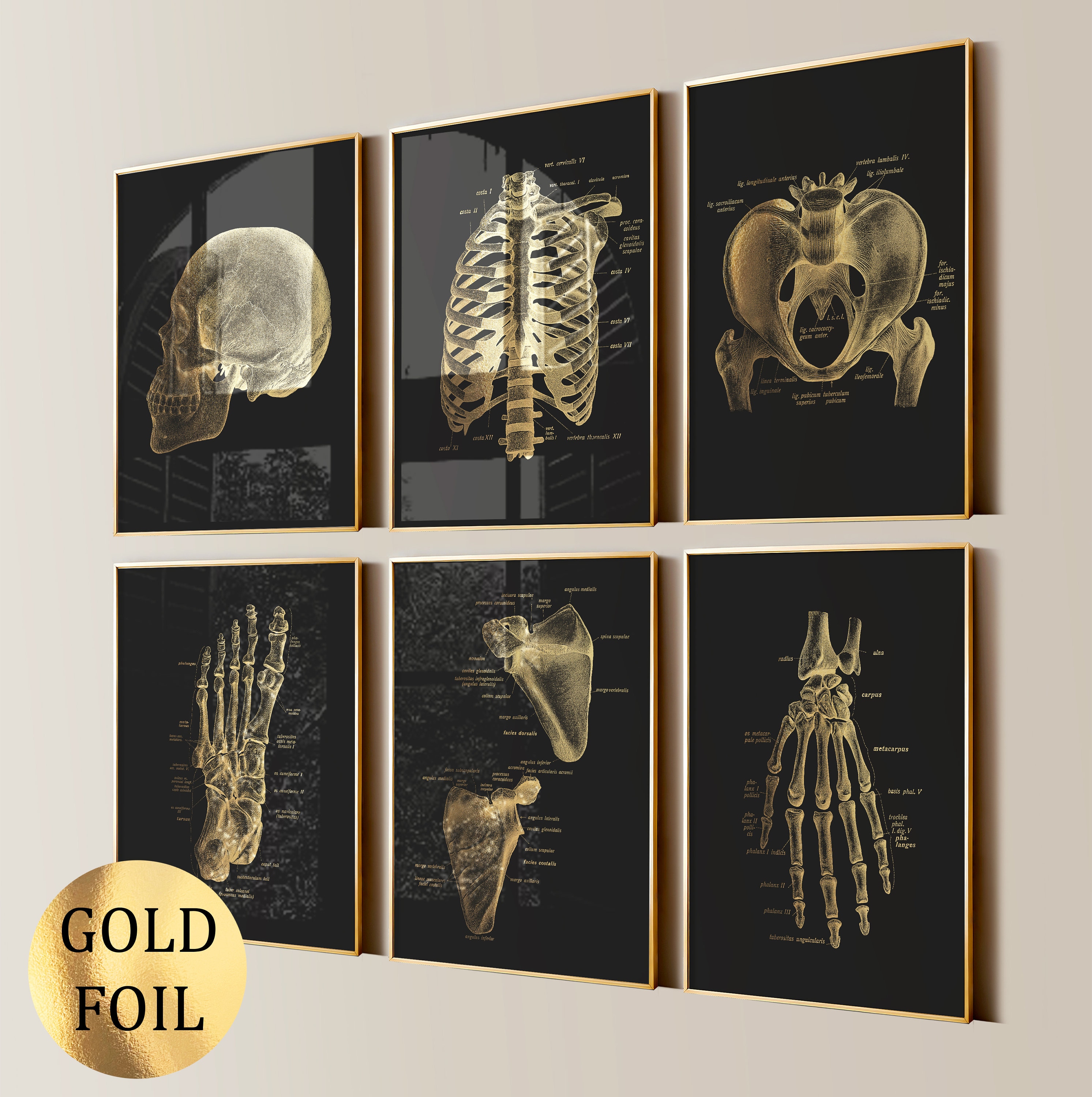 6 Gold Anatomy Art Skeletal System Poster Medical Art Human Skeleton ...