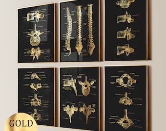 6 affiches d&#39;art de la colonne vertébrale, colonne vertébrale, schéma de la colonne vertébrale, art médical, cadeau orthopédique, décor de clinique chiropratique, impression de feuille d&#39;or