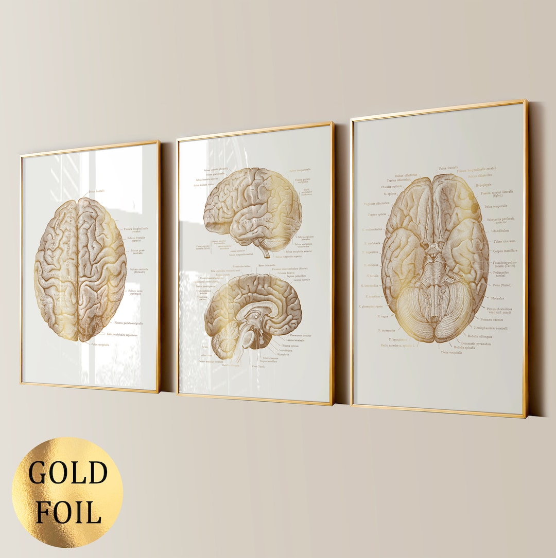 3 Brain Anatomy Art, Neurology Art, Medical Art, Gold Foil Art ...