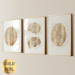 Könnte beinhalten: Ein Set aus drei gerahmten Wandbildern mit anatomischen Gehirnillustrationen in Goldfolie auf hellem Hintergrund. Jeder Druck zeigt detaillierte neurologische Strukturen mit lateinischen Beschriftungen in dünnen Goldrahmen.