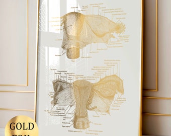 Könnte beinhalten: Ein vertikales, rechteckiges Wandbild mit anatomischen Illustrationen des weiblichen Fortpflanzungssystems in Goldfolie auf hellem Grund, eingefasst in einen dünnen Goldrahmen. Der Druck enthält detaillierte lateinische Beschriftungen.