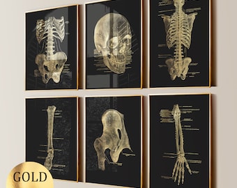 Set 6 Gold Skeleton Anatomy Art Skeletal System Poster Medical Art Orthopedic Diagram Clinic Wall Decor Science Art Gold Foil Print