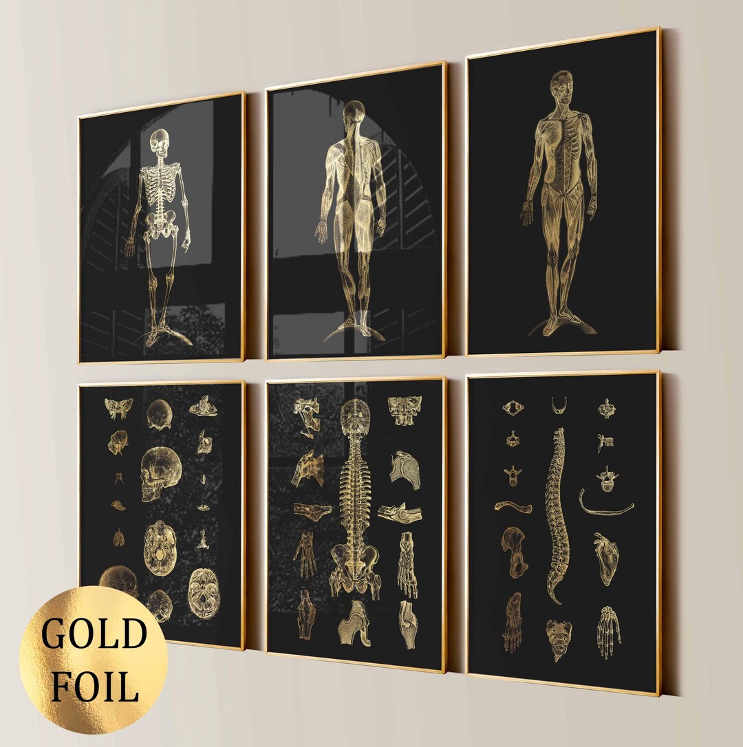 6 Gold Human Anatomy Art Muscular System Skeletal System Medical Art ...