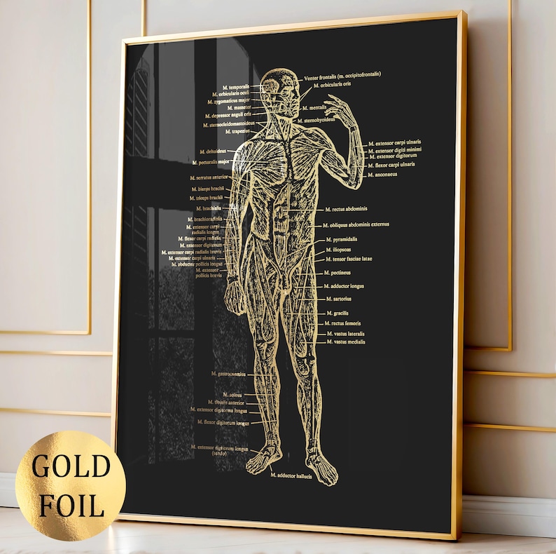 2 Gold Anatomy Art Muscular System Diagram Body Structure Chart Medical ...