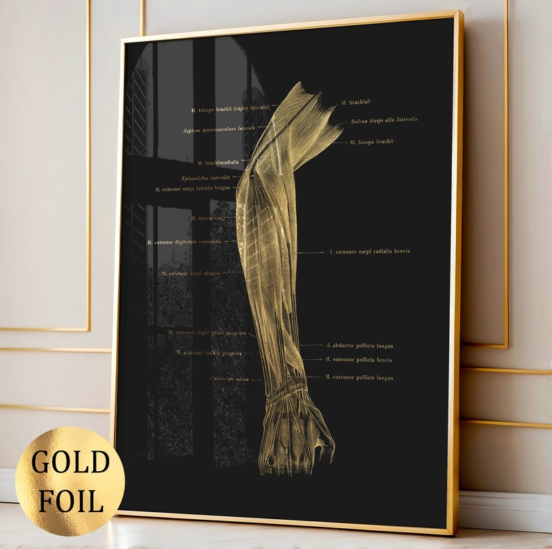 12 Gold Anatomy Posters Muscular System Diagram Medical Art Massage ...