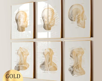 Puede incluir: Seis láminas enmarcadas con ilustraciones anatómicas en pan de oro de la cabeza y el cuello humanos. Las láminas presentan diagramas detallados sobre un fondo blanco. Los marcos son dorados.